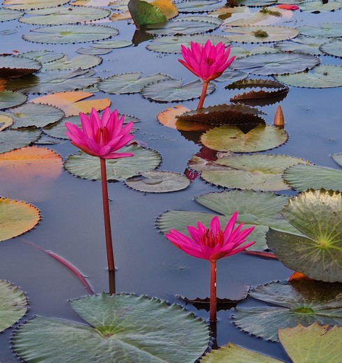 roze lotus bloemen, Thale Noi, Thailand roze lotus bloemen, Thale Noi, Thailand