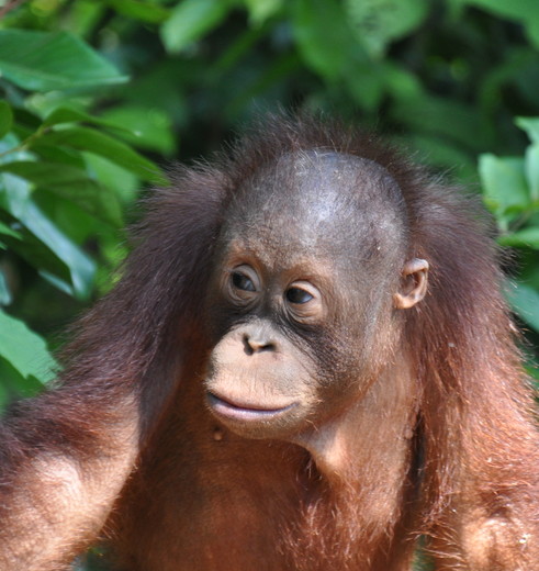 Maleisisch Borneo Orang Oetan