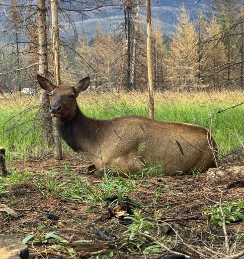 Spot allerlei wilde herstensoorten in de nationale parken