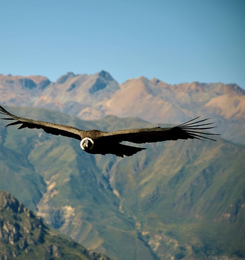 Condors spotten in de Colca Canyon in Peru