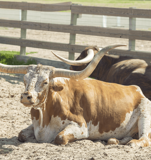 Typisch Texaans vee zijn de longhorn runderen; hier in Fort Worth, Texas, Verenigde Staten