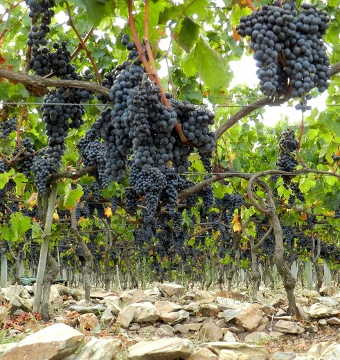 Druiventrossen voor de wijnproductie bij Finca Piedra, Uruguay