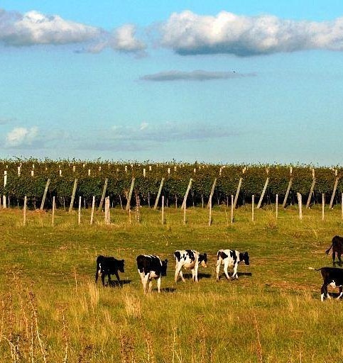 Vee en wijngaarden bij Estancia Finca Piedra in Uruguay