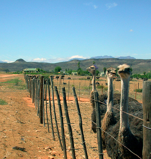 struisvogels in Oudtshoorn