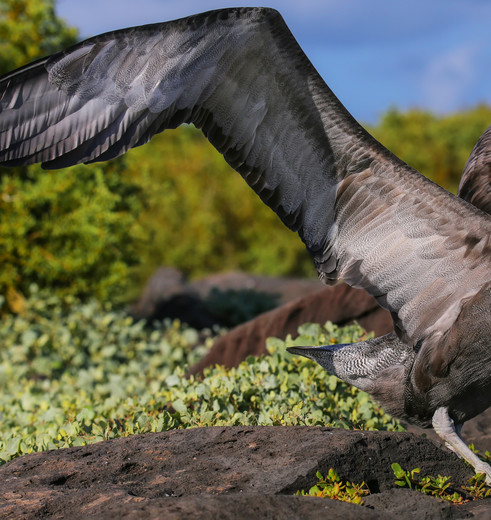 Bijzondere vogels zijn eenvoudig te spotten op Espanola, Galapagos Bijzondere vogels zijn eenvoudig te spotten op Espanola, Galapagos