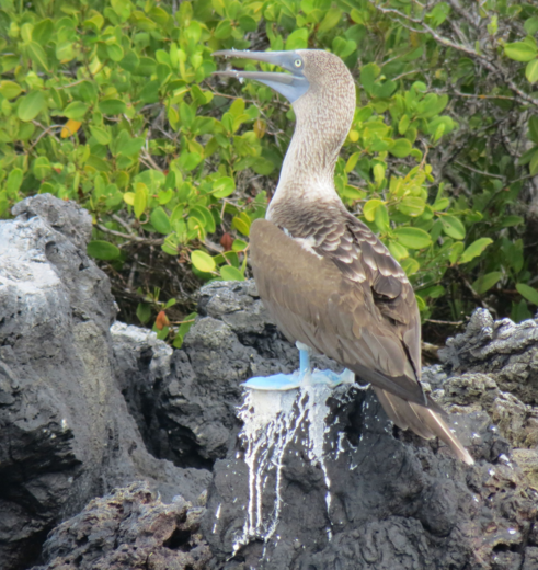 galapagos-isabela-vogel_2_525146