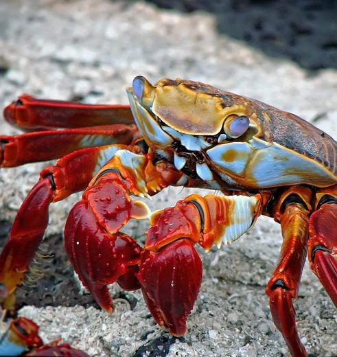 Opvallende rode krab op de lavastenen van Santa Cruz, Galapagos Opvallende rode krab op de lavastenen van Santa Cruz, Galapagos