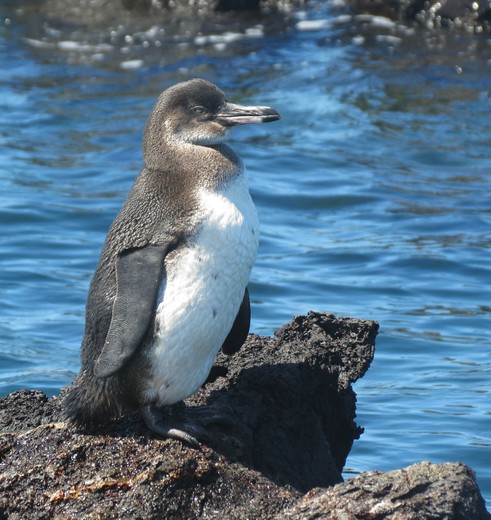 Een pinguin op Santiago, Galapagos Een pinguin op Santiago, Galapagos