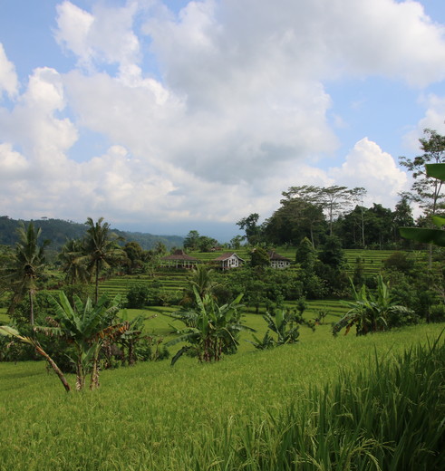 indonesie-bali-jatiluwih-rijstvelden1