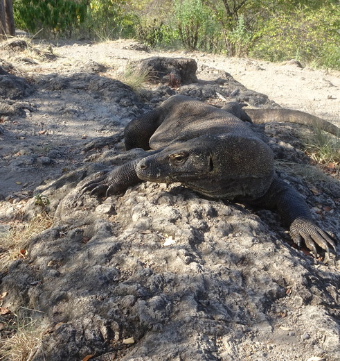 indonesie-flores-komodo-varaan-reus