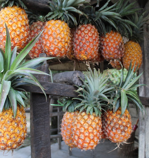 indonesie-sumatra-sipirok-ananas