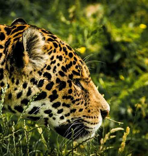 Kans om jaguar te spotten in Madidi Nationaal Park in Bolivia