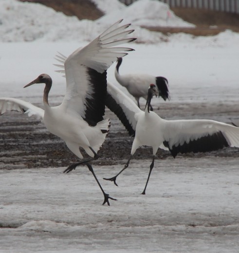 Mevrouw Kho en haar dochter Audrey bezochten Japan in 2026