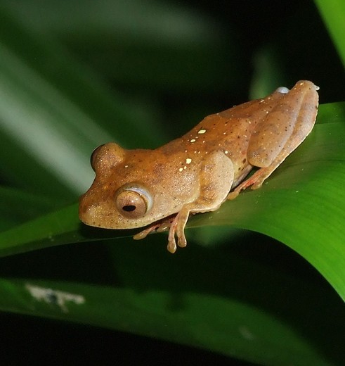kikkeropblad-danumvalley-borneo(8)