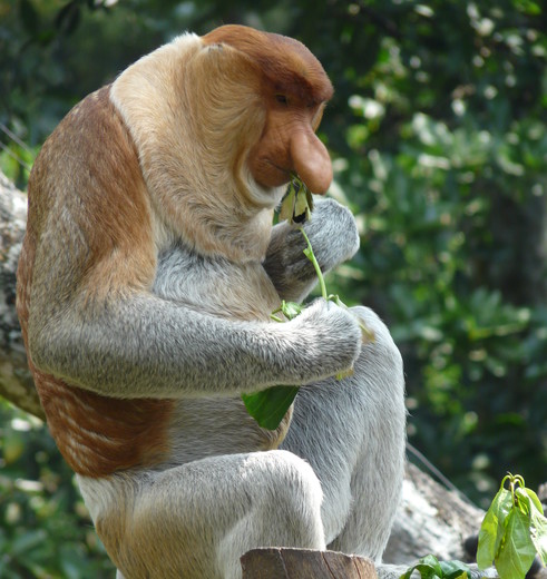 maleisie-neusaap-eten57(8)