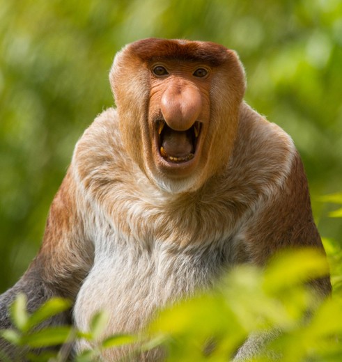 Batang Ai Nationaal Park