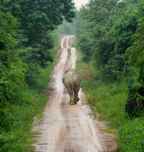 Olifanten in het wild in Pranburi in Thailand
