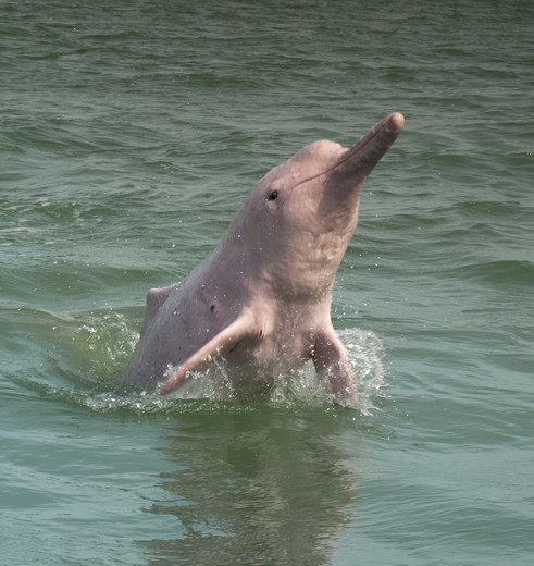 Roze dolfijn bij Khanom Beach, Thailand