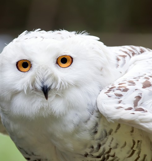 Witte uil in Tetlin National Wildlife Refugee, Alaska, Amerika