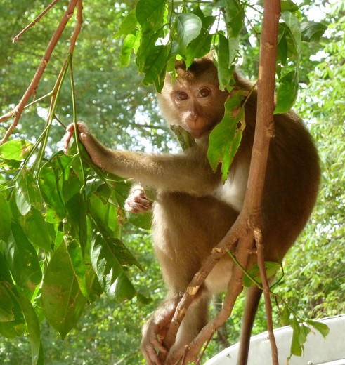 Aapje in Khao Sok National Park