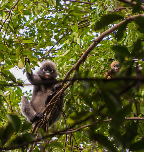 Aapjes spotten in Cat Tien National Park, Vietnam