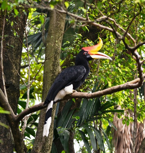 Vogels in Vietnam