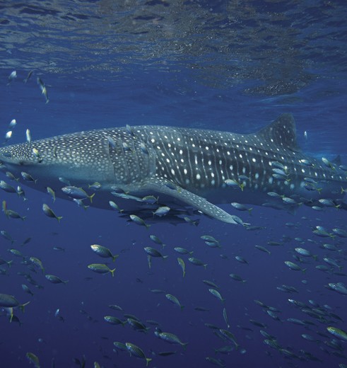 Whale_Shark_Ningaloo_Reef_Exmouth_Western_AU_Australia_415753(5)