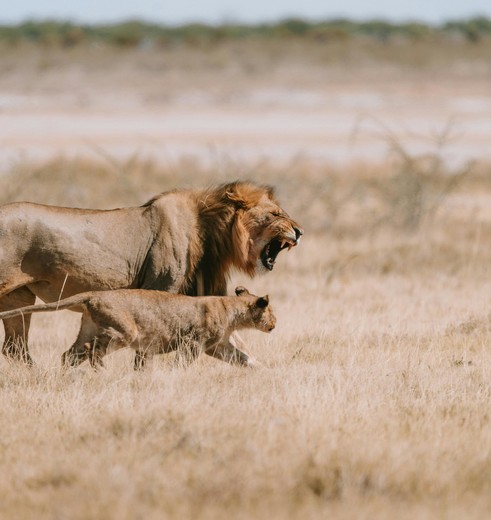 Op safari in Etosha NP, Namibie