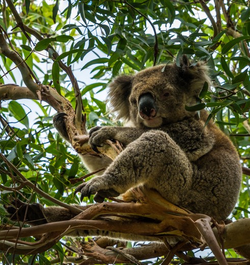 Koala in een Eucalyptus boom in Wilsons Promontory, Australië