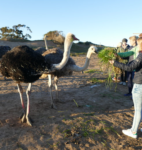 Struisvogels voeren in Oudtshoorn