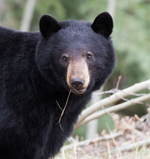 Zwarte beer in Alaska, Amerika