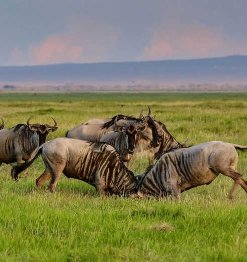 Wildebeesten aan het spelen in Amboseli NP, Kenia