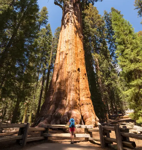 Nergens vindt je bomen zo hoog als in Sequoia National Park