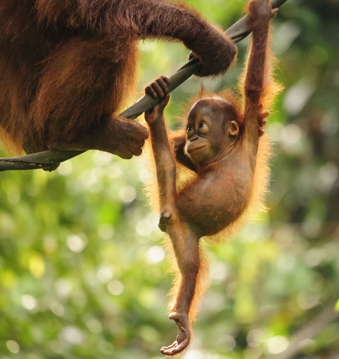 Mijn bezoek aan Sepilok op Borneo