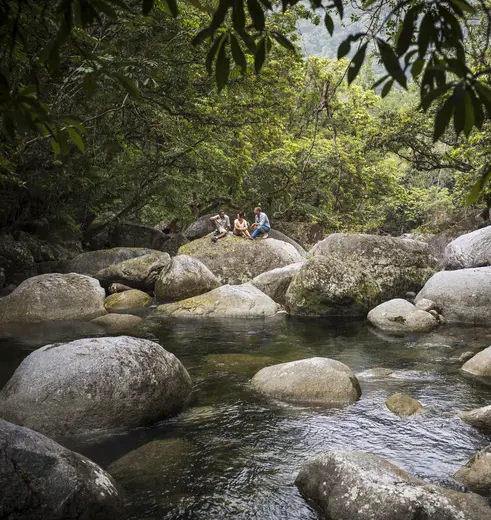 Het Daintree Rainforest is het oudste regenwoud ter wereld en gaat vloeiend over in de ongerepte stranden bij Cape Tribulation