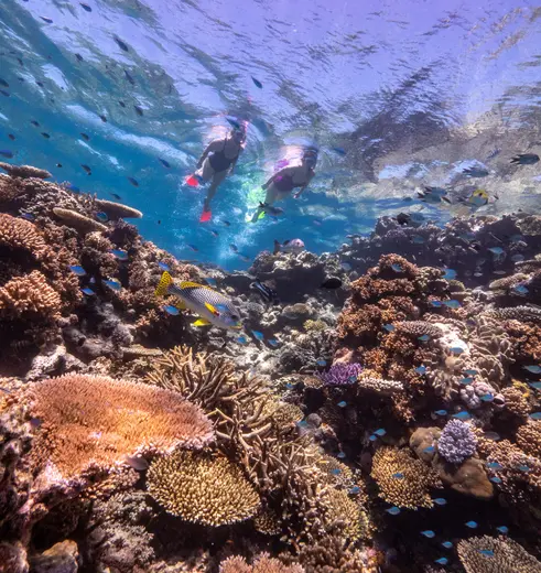 Duiken bij het Great Barrier Reef, Australië