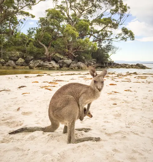 Kangeroe in Australië