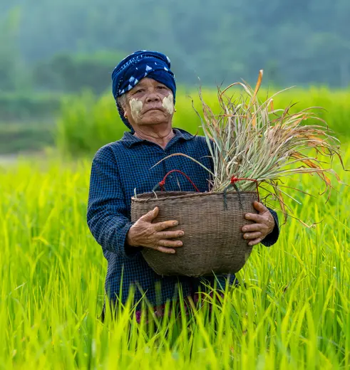Local in de rijstvelden van Myanmar