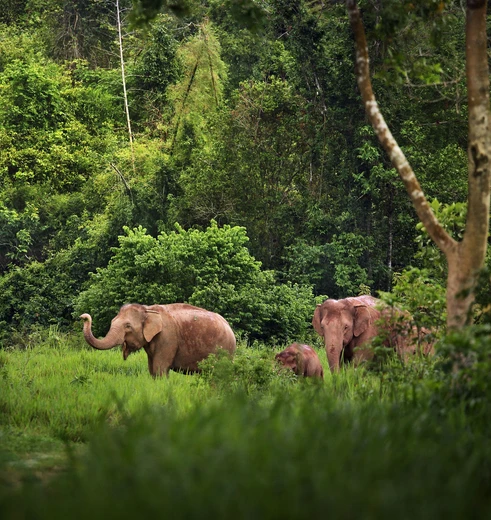 Olifanten in Khao Yai NP, Thailand