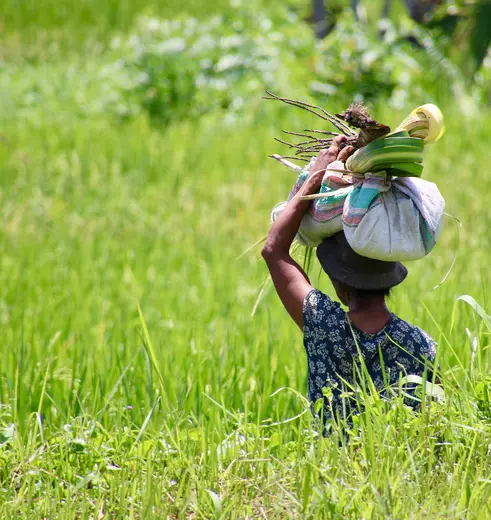 Een lokale mevrouw druk aan het werk in de rijstvelden, Ubud