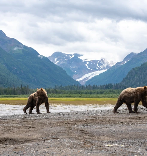 Beren in Alaska