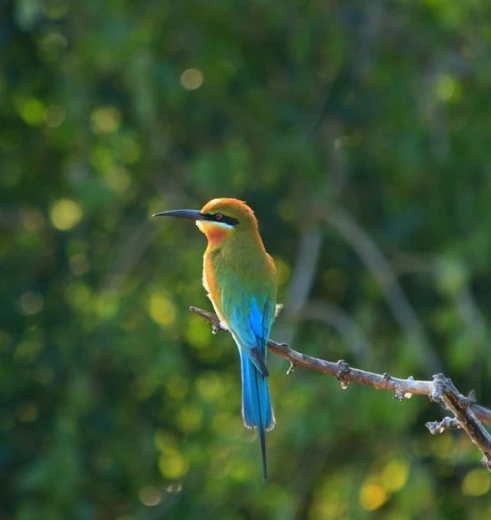 Blauwstaartbijeneter in Bundala National Park, Sri Lanka