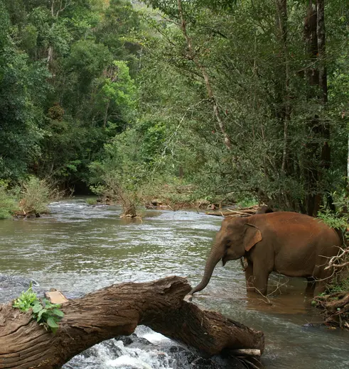 Op een verantwoorde manier kennismaken met olifanten kan bij het Elephant Valley Project