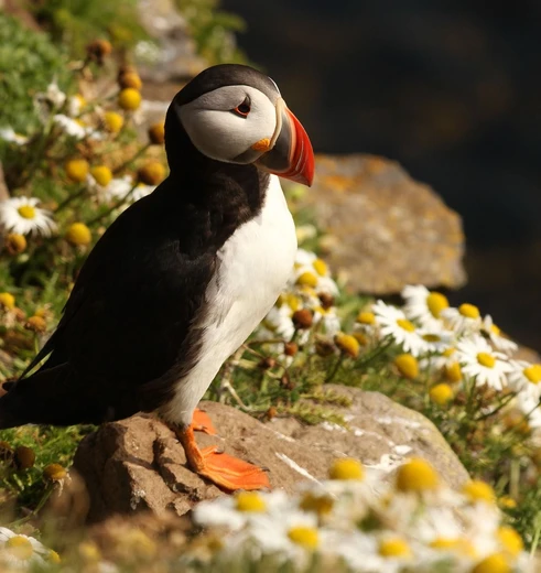 Papegaaiduikers spotten in Nova Scotia en Newfoundland
