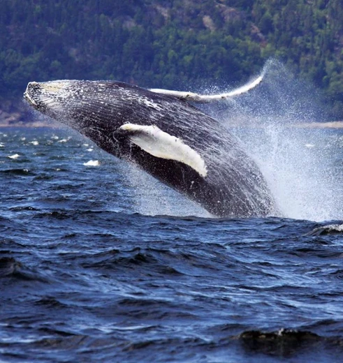 Whalewatching_Tadoussac_523661.jpg