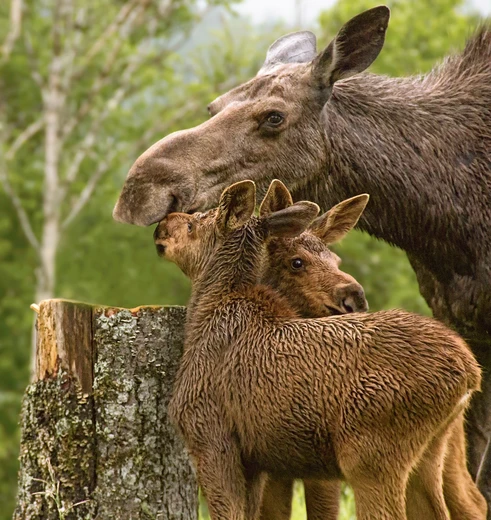 Spot rendieren in het najaar op Fogo Island