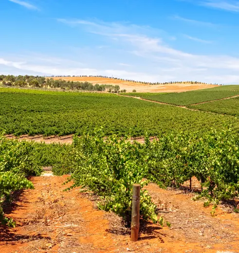 Wijngaarden van Clare Valley Australië