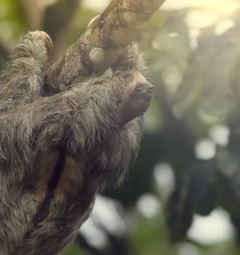 Luiaarden spotten in Midden-Amerika