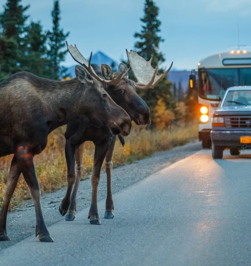 Elanden in Denali NP, Alaska