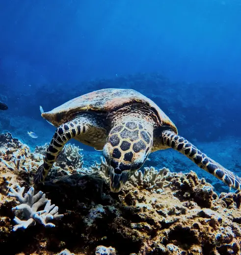 De Kerama-eilanden zijn een paradijs voor duikers en snorkelliefhebbers